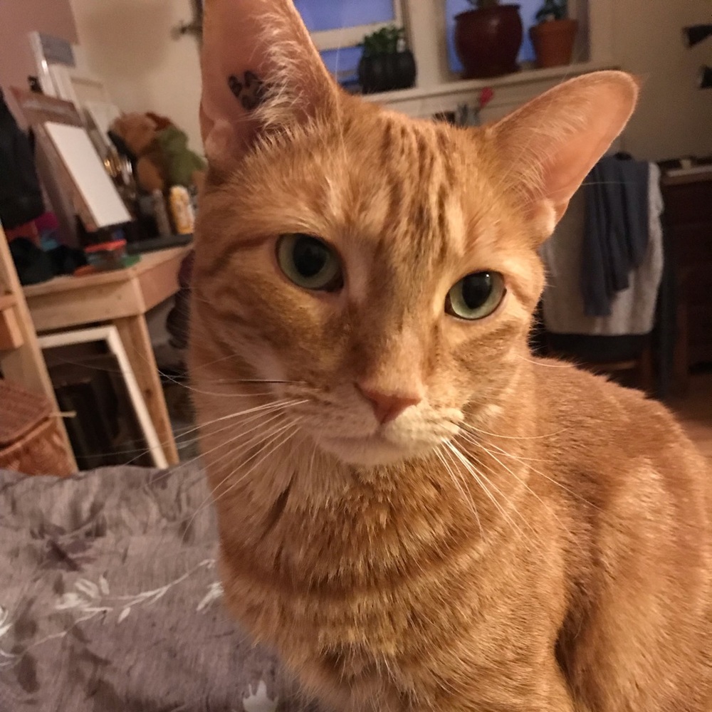 Meet your Posher, Phoebe